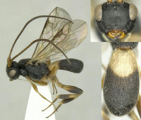 パーキンスコウラコマユバチ Ascogaster perkinsi Huddleston, 1984