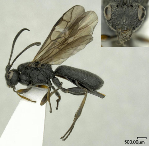 ヨネダコウラコマユバチ Ascogaster semenovi Telenga, 1941