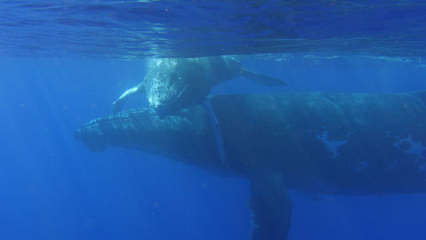 sorties dauphins baleines entre filles à la Réunion