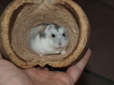 Aussenhaltung Von Hamstern Hamsterbacken Com