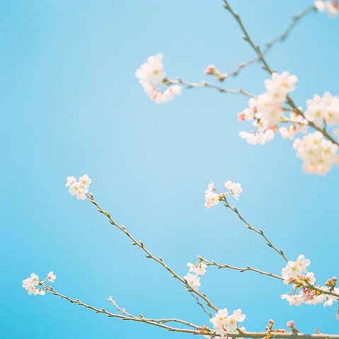 晴天の空と桜