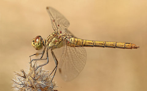 Photo d'une libellule délicatement posée sur une plante