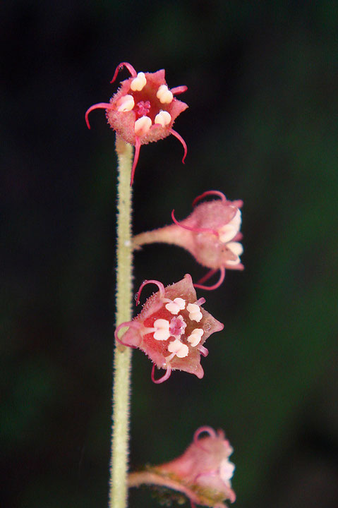 タキミチャルメルソウは、花弁が羽状に分裂しないことが最大の特徴