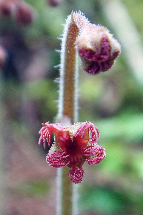 ＃１１　開花が始まったミカワチャルメルソウの花