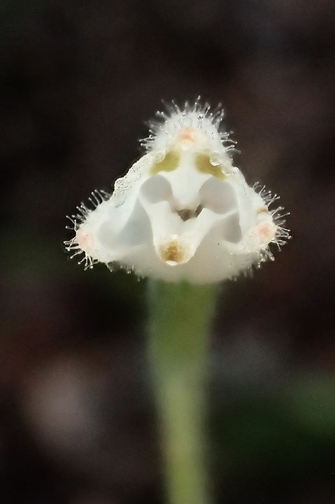 オオミヤマウズラの花は、どちらかと言えばヒメミヤマウズラに近い感じ