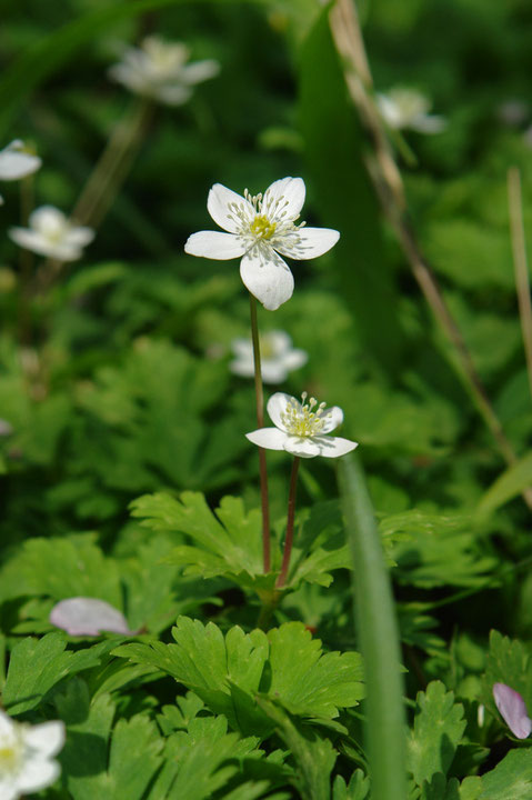 ＃６　2輪の花が状態良く咲いたニリンソウ 2006.04.15 東京都小平市 alt=80m