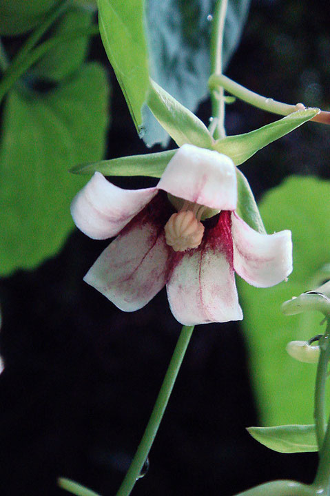 ツルギキョウの花は雌雄異熟、雄性先熟。この花はまだ雄性期で雄しべが成熟、雌しべは未熟