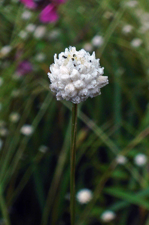 頭花は直径1cmほどで、多数の小さな花が集まってできています