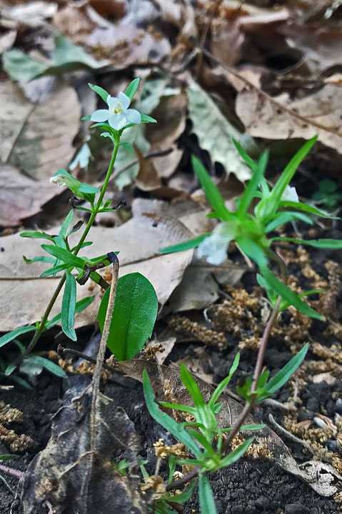 クチナシグサ (梔子草)　ハマウツボ科 クチナシグサ属　　白色の花が残っていた