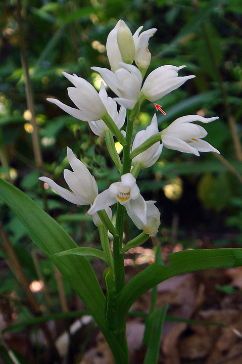 クゲヌマランの花には唇弁の距がほとんど無いことが特徴（矢印部）