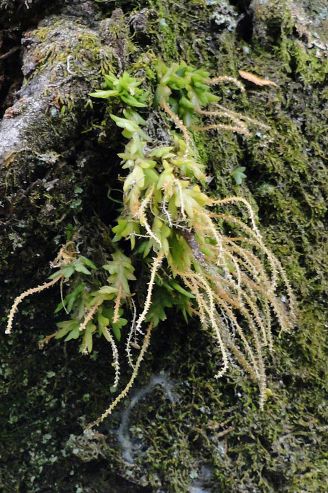 ヨウラクランの下側の株。花を咲かせている花茎が少ない。　このため色合いが異なるのか