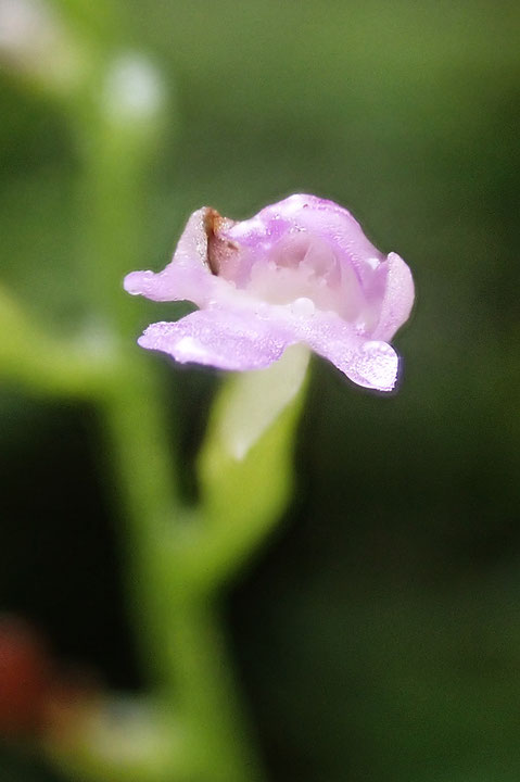 花の内部の撮影を試みましたが...　小さすぎてこれが限界