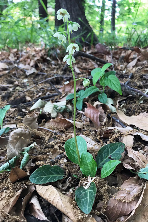 イチヤクソウ (一薬草)　ツツジ科 イチヤクソウ属　やっと開花しました