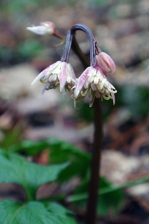 セリバオウレン　開花した直義は赤味が濃いことがある　　両性花