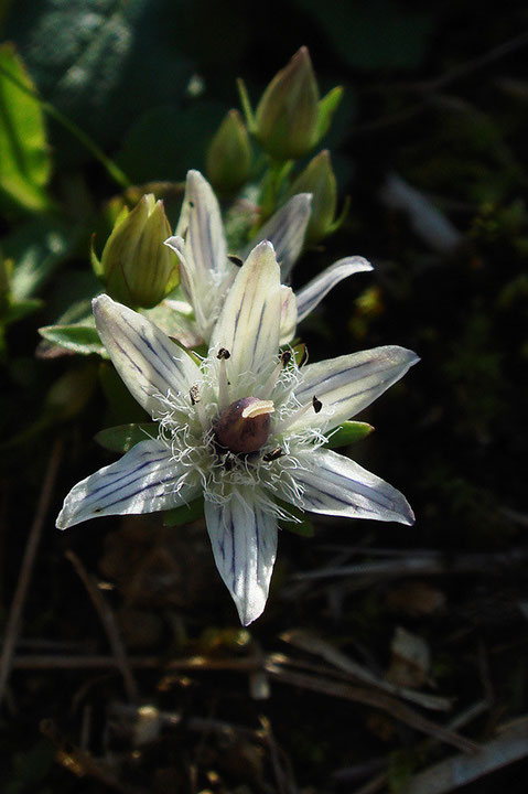 イヌセンブリ　花弁が6裂した花があった。　センブリ属ではあまり珍しいことではない