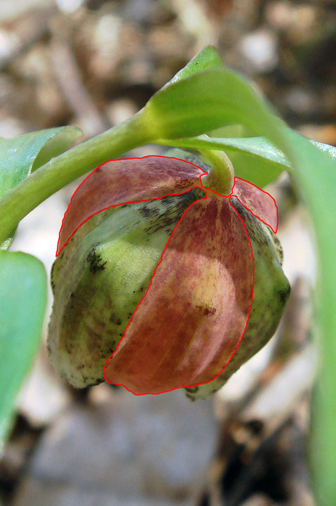 ＃１０　コシノコバイモの花　赤く着色した部分が外花被、その間が内花被