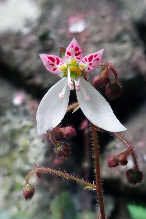 ユキノシタの花はよく見ると、とても美しい