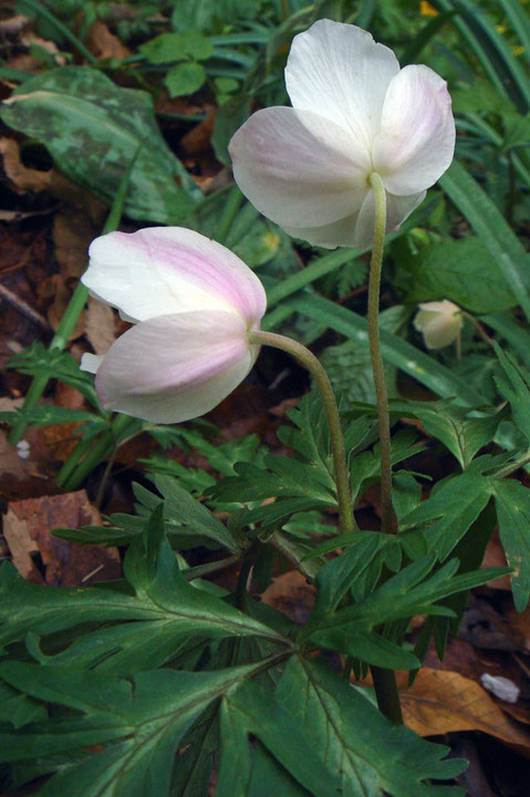 ＃１０ イチリンソウの花の背面 2010.04.17 東京都八王子市 alt=122m