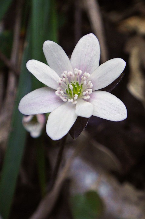 ミスミソウの花　中央に緑色の雌しべ多数、その周りに雄しべ多数。　葯の色にも変異があります