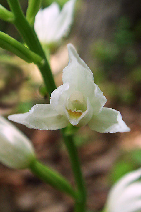 クゲヌマラン　Cephalanthera longifolia (L.) Fritsch　ギンランとは別種