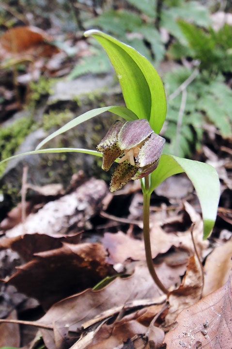 ＃７　コシノコバイモ　淡紫褐色の花　2010.04.04　岐阜県