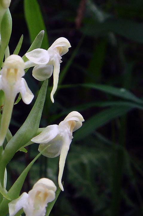 ツレサギソウのフレッシュな花は、側萼片を大きく広げて、特に美しい