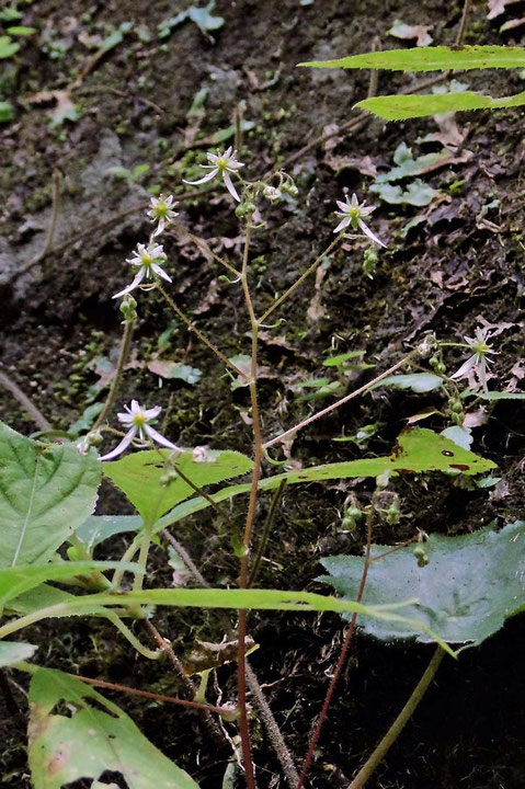 ＃６　伊豆諸島の草丈は、10〜20cmほどが多かったです。