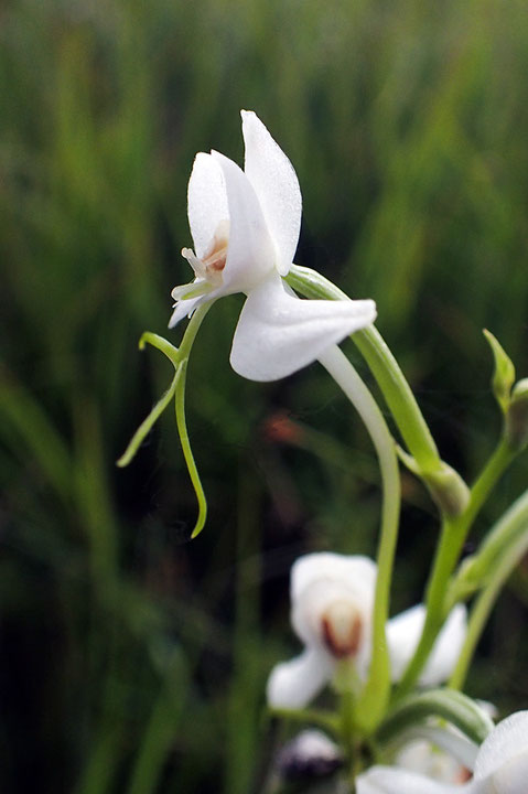 オオミズトンボの花を側面から見ると、花の正面に粘着体が突き出しているのが見えます