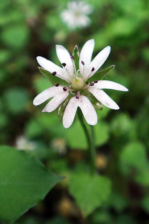 昨日は赤い葯が目立った。すべて裂開しているが花粉も赤だった