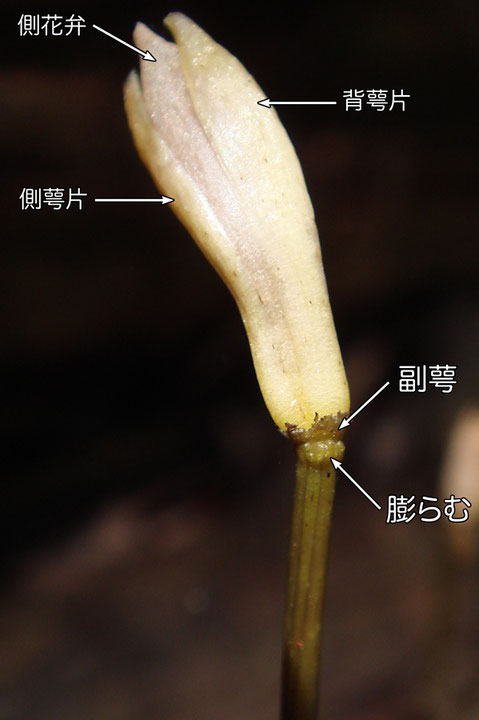 花被片の付け根には副萼があり、その下が膨らむのが特徴