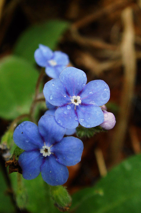 ルリソウの花