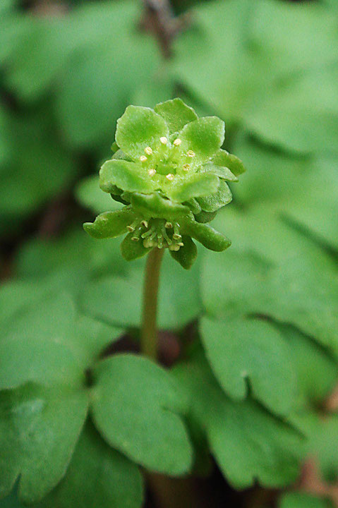 5個の花がきちっとくっついて咲いている。　不思議な花ですね〜