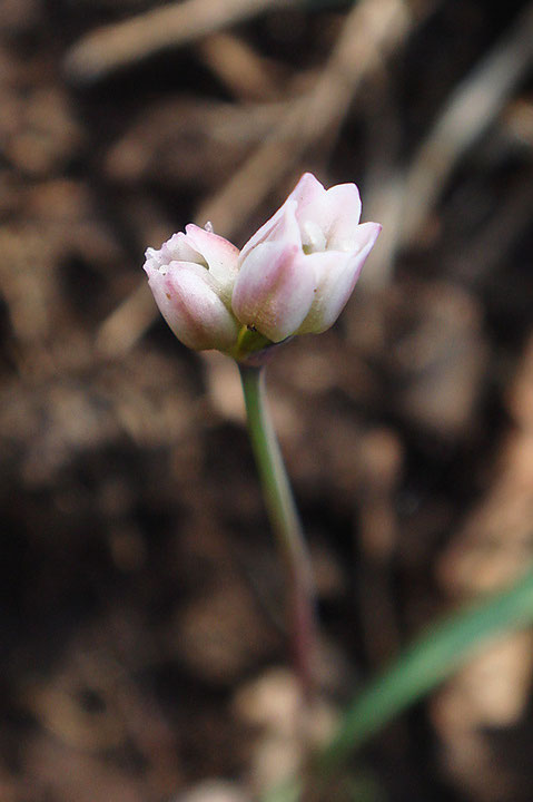 花を2個つけた株があった　これは初めて見ました