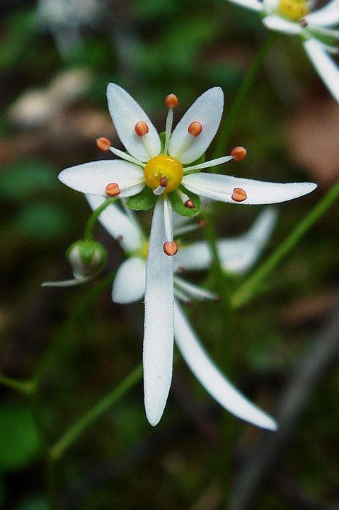 ウチワダイモンジソウの花　花弁は上部の3個が小さく、下部の2個が大きい