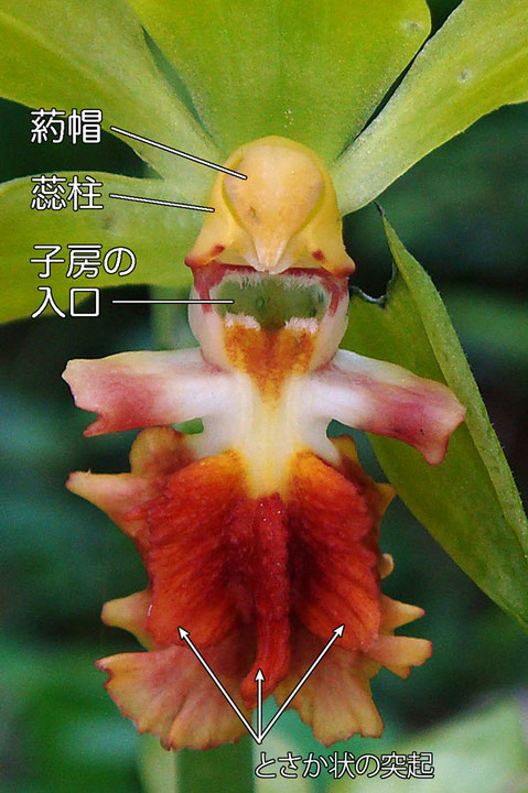 サルメンエビネの花の拡大