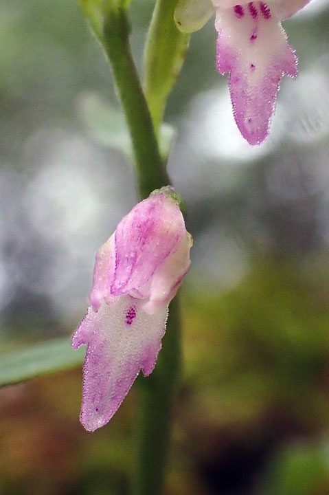 ＃７　フジチドリの花