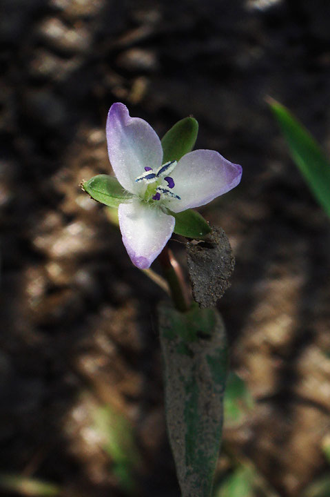 イボクサの花　白い花粉を出しているのが雄しべ。 　棒状の紫色は仮雄しべ