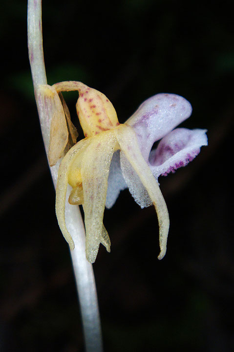 トラキチランの花の側面　やっぱりタコに似ている？　花柄・子房にねじれ無し