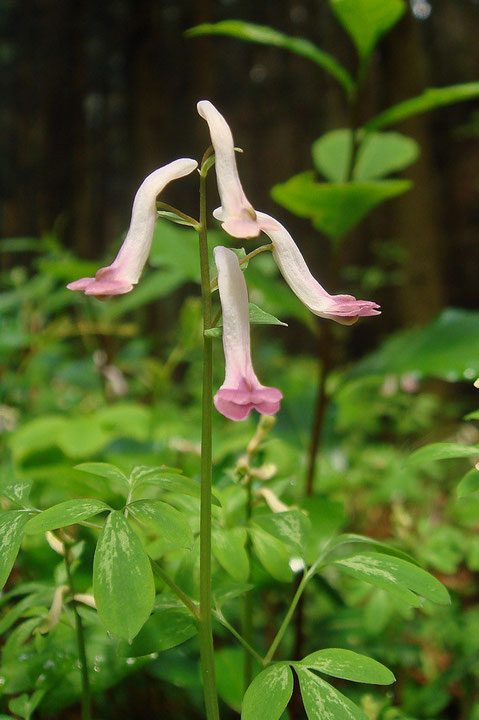 ＃８　ジロボウエンゴサクの花　　　2008.04.20　栃木県足利市　alt=256m