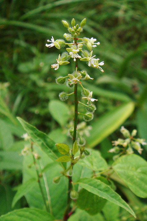 ミズタマソウの花序　　2007.09.09　山梨県　八ヶ岳山麓