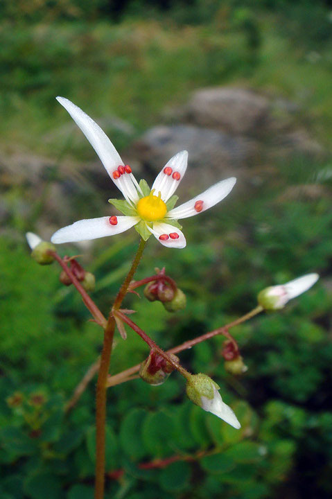 ＃７　ミヤマダイモンジソウの花　　中心に花柱が2個見えます。