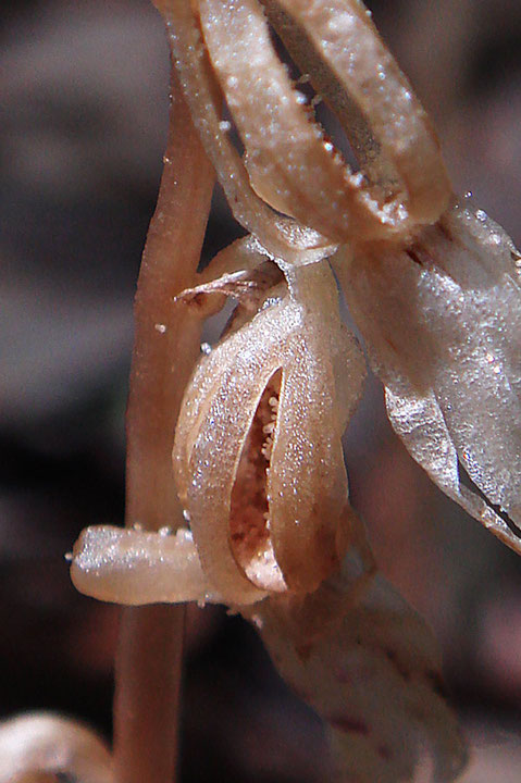 tashiroran_seed1-2