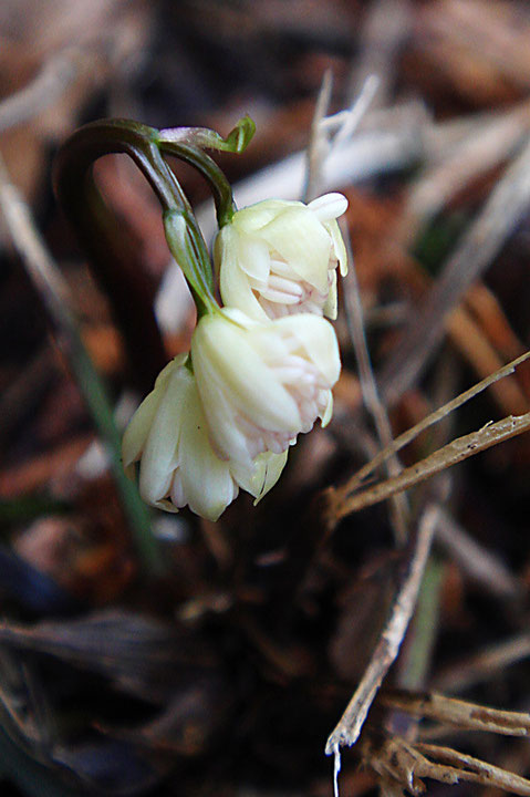 セリバオウレン　開花が始まったばかりの初々しい花　春はもうすぐ