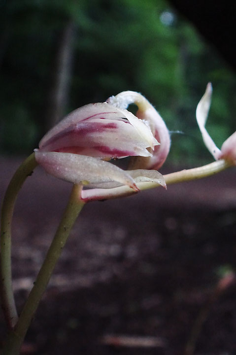 マヤランの開花が始まった直後の花