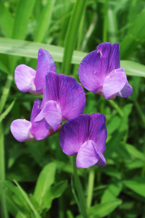 花色には、けっこう変化がありました。　でもデジカメでの再現は難しい