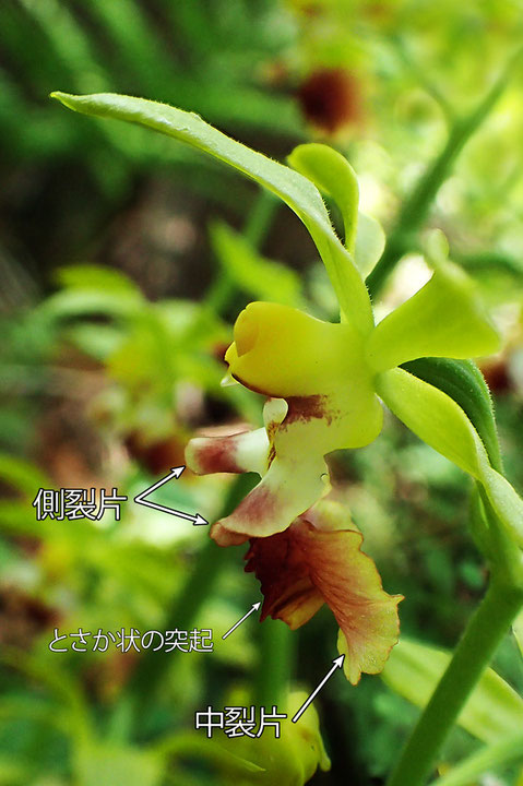 サルメンエビネの花の側面-1