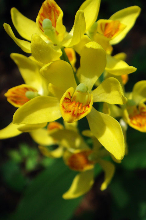 「もうこれ以上はムリ！」　限界まで開いたキンランの花