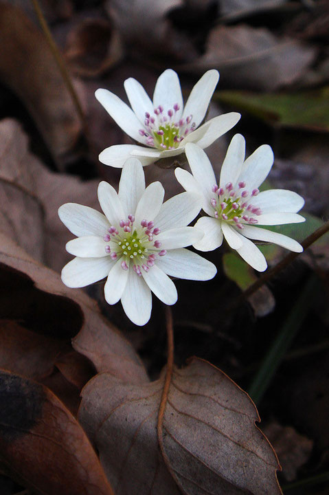 白い花弁に見えるのは、萼片です。　萼片の数には変異があります。