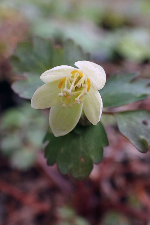 トウゴクサバノオ　　盛りの状態だったが、天候が優れず花は閉じ気味