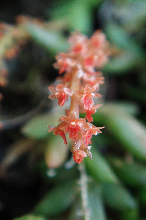 ヨウラクランの花は極小　一株で何千も花をつけます